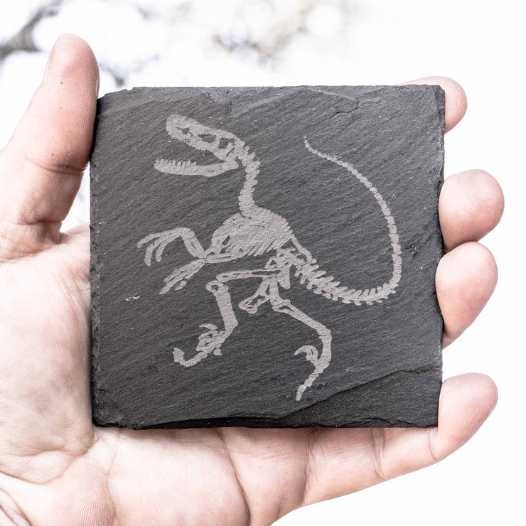 Coaster - Slate - Dinosaur Fossil - SET OF 2